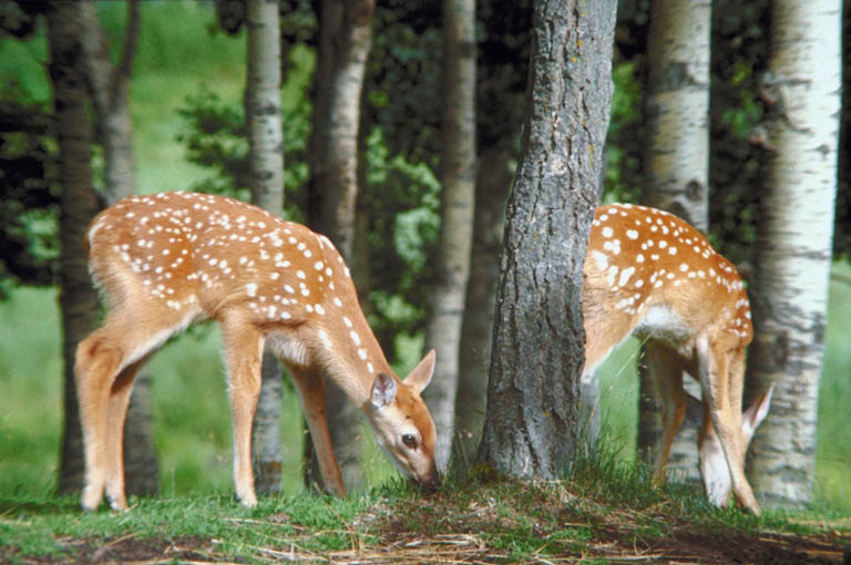 Whitetail Deer